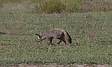 Bat-eared fox